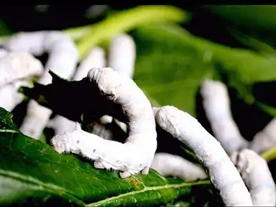 浙江蚕宝宝走进工厂吃饲料(图)