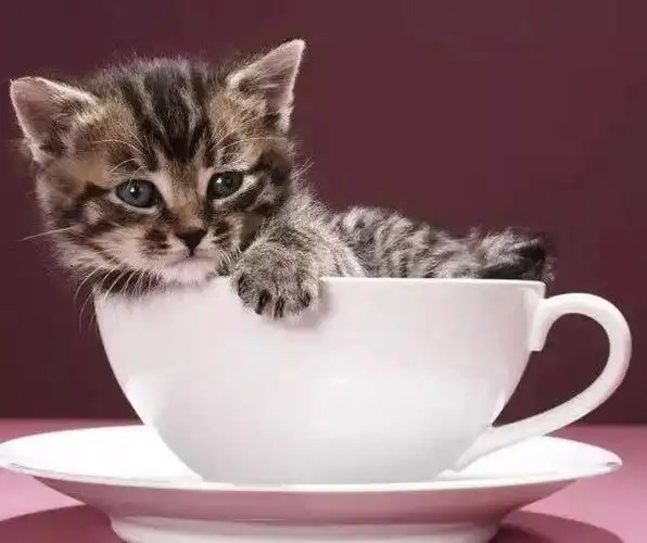 世界上有一种猫永远都是小奶猫的样子._茶杯