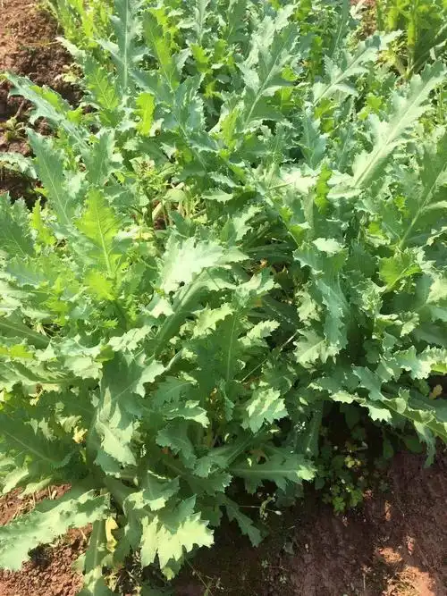 罂粟花幼苗和花朵