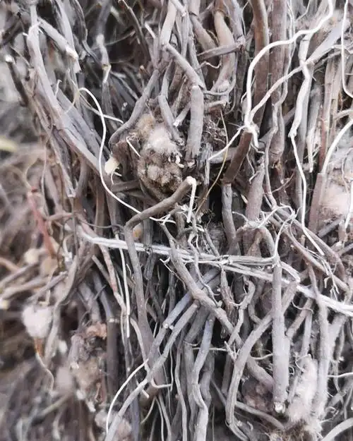 云南威灵仙小黑药500g包邮