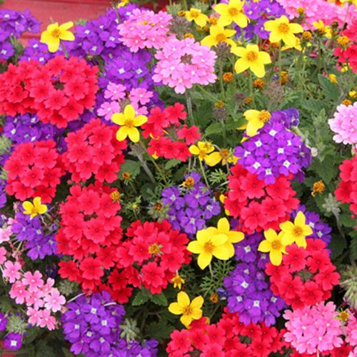 美女樱种子 花卉 盆栽种植 垂吊绣球花种子 美女樱500粒(1-2平方)