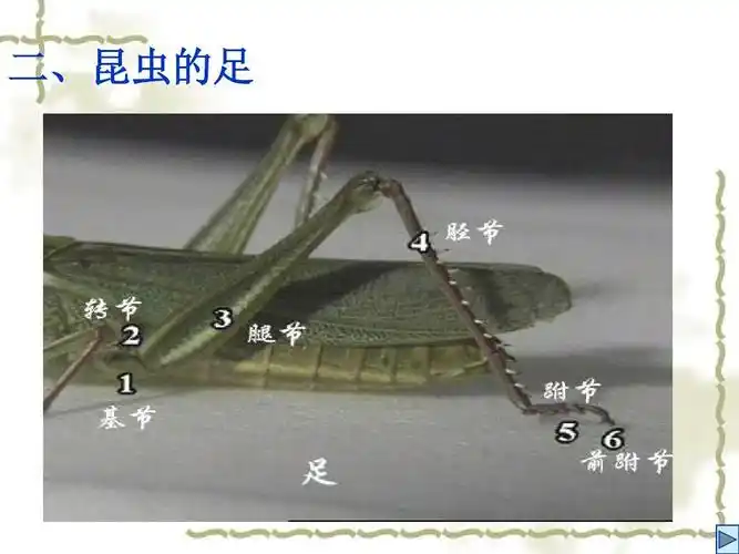 二,昆虫的足