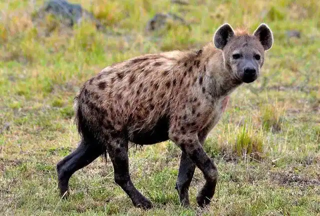 鬣狗不是犬科,它也爱干净,其实关于鬣狗的不少传闻都不是真的