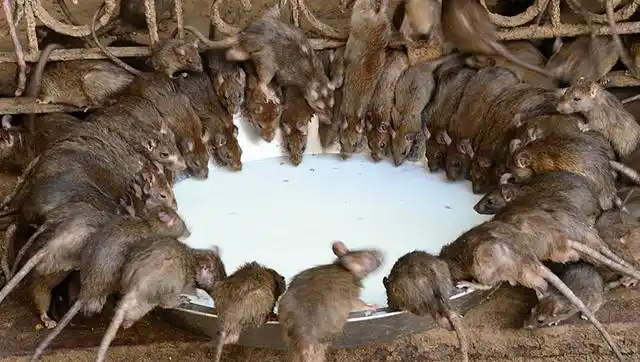 老鼠成群结队进入家里,鼠灾太恐怖了!