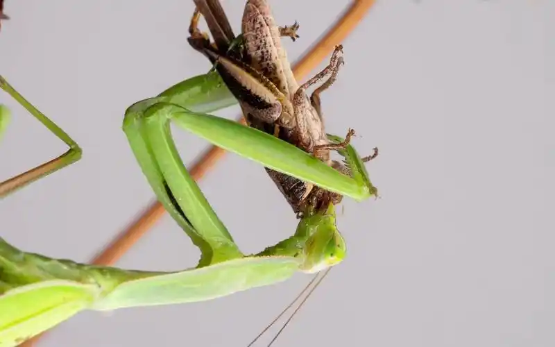近景昆虫一霸螳螂进食蚱蜢!