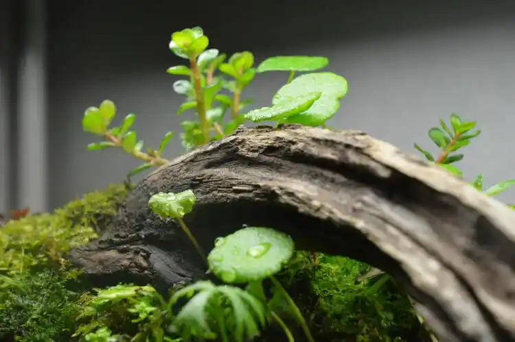 水草缸造景沉木水草泥化妆砂青龙石60cm尺寸设计62