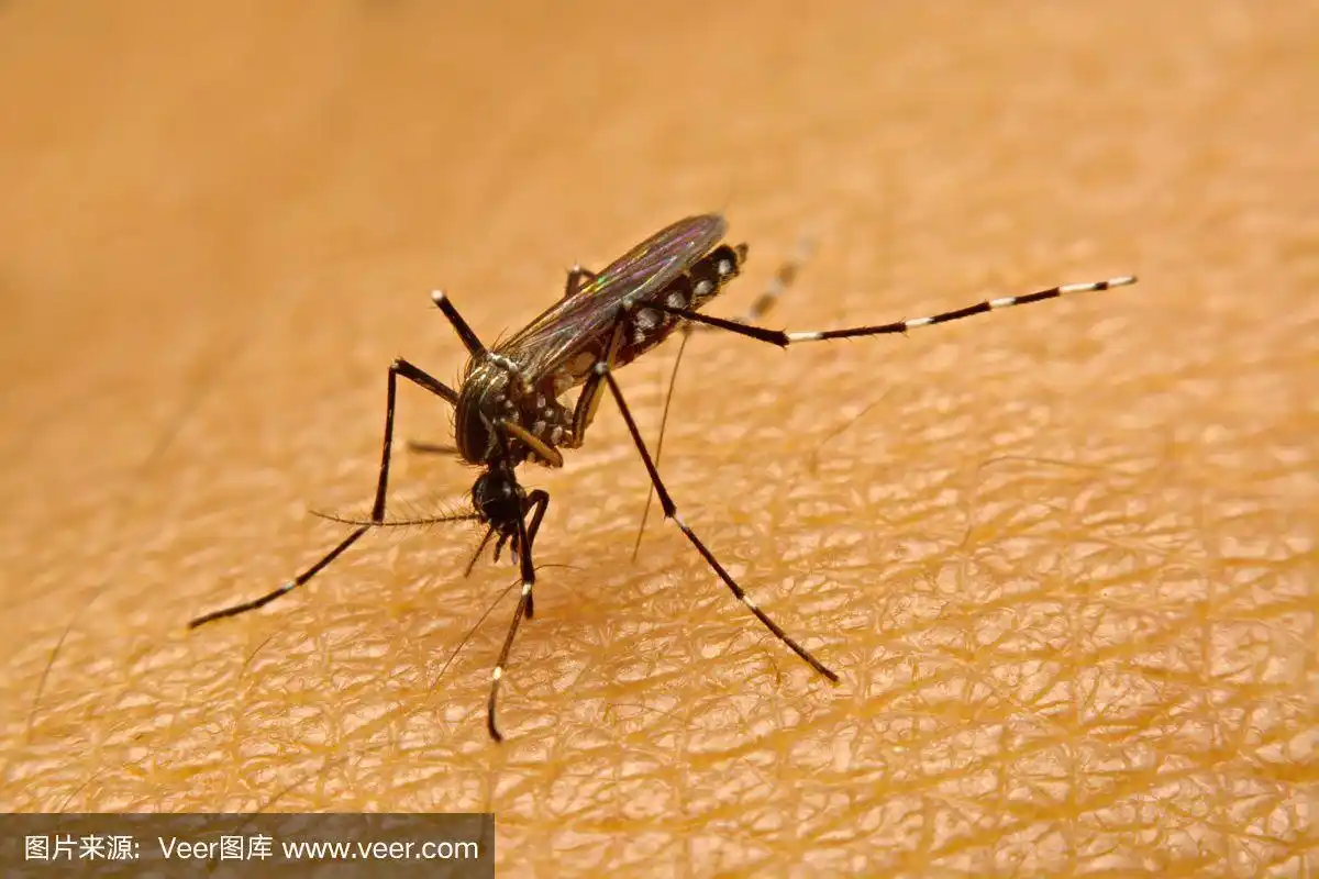 埃及伊蚊,吸血动物,蚊子,病毒,皮肤