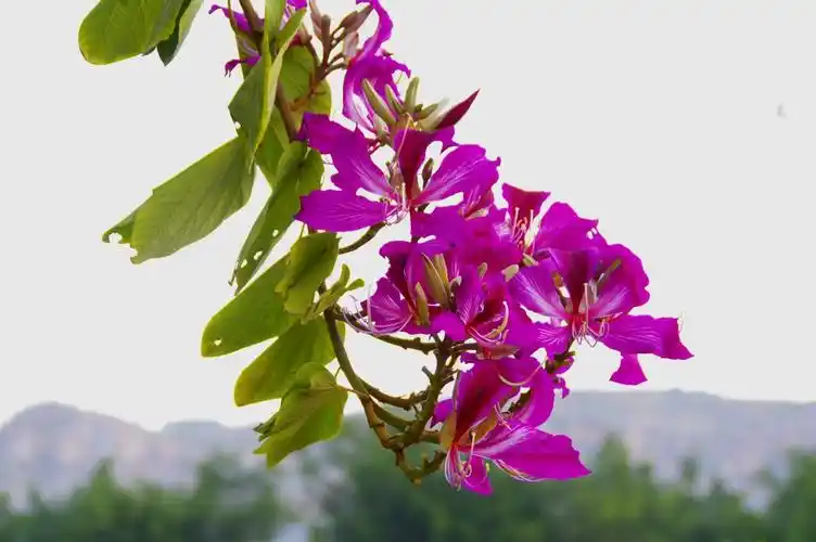 山野寻奇——羊蹄甲