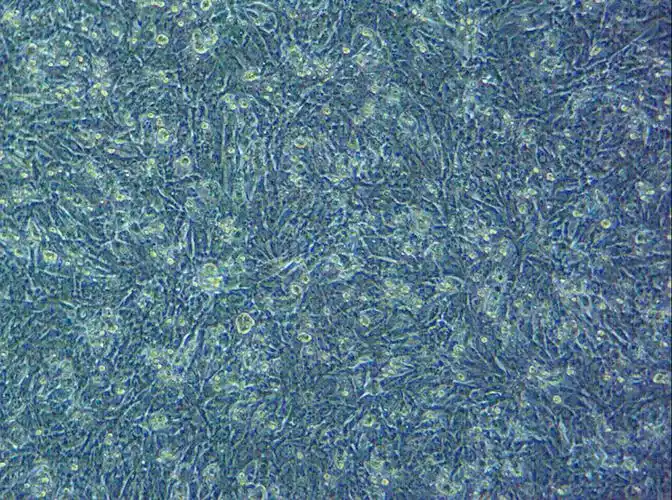 大鼠原代心肌细胞