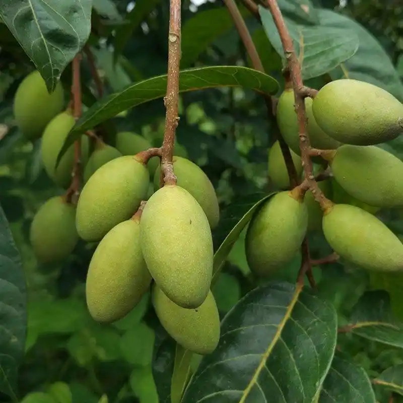 橄榄来啦6015图片实拍图一斤8.