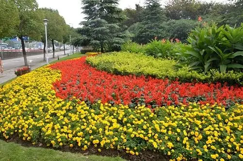 草花价格合胜花卉草花