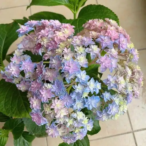 牵牛星绣球  #我与花花日常