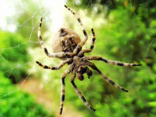 昨天看到个 大蜘蛛 没敢 微距照,,,,遗憾啊