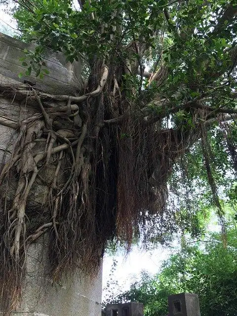 随处可见的榕树气生根