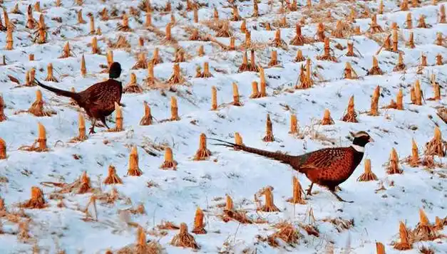 东北野鸡"满天飞",为何吃货却不敢下嘴?农民直言:真惹不起!