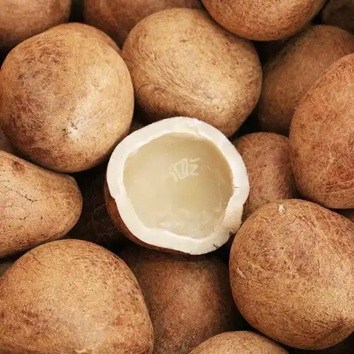 印度椰子皇王 新货大海椰皇煲汤食材 切开发货更新鲜 500g包邮