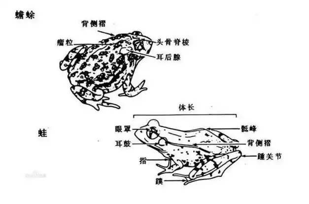 庄稼|毒液|青蛙|天敌|两栖类|无尾目|水生动物_网易订阅