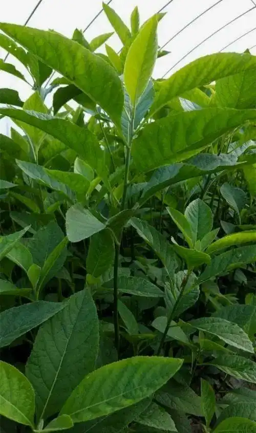 南非叶:抗癌作用了解一下