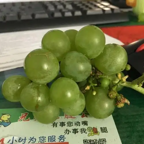 预售 贵州水晶葡萄新鲜农家特产时令孕妇应季水果非提子现摘2斤装评价