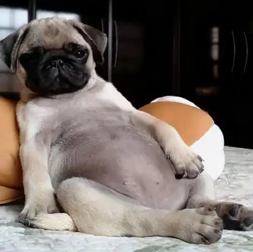 狗:主人我也在榜上