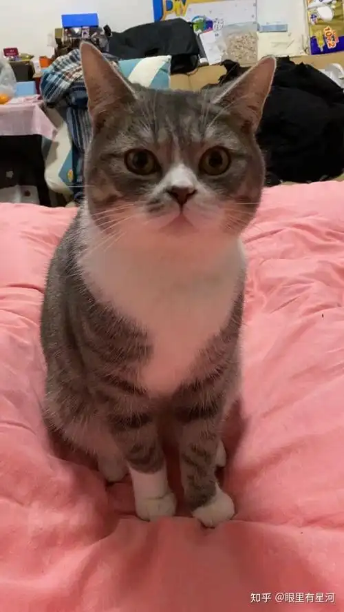 英短蓝虎斑加白