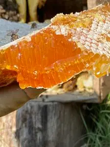 农村土蜂蜜农家