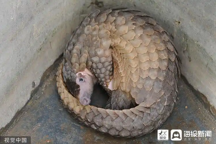 美食博主食用二级保护动物被刑拘 这些常见动植物也不能吃!