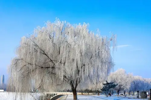 柳树都是自己 拥抱春天激情四溢 从来不与鲜花比肩美丽 送别冬天深情