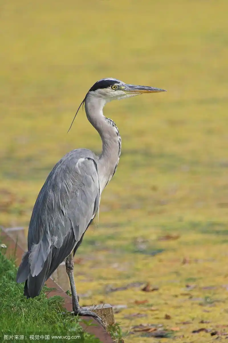 成年苍鹭站在水边