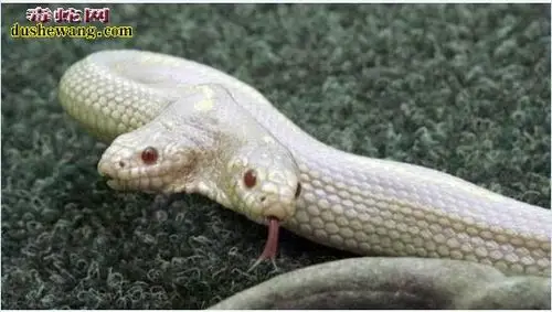 双头蛇图片大全_蛇的图片_毒蛇网