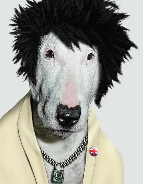 高清版画稿图集tif格式_宠物明星脸正式高清版画稿——-席德维瑟斯