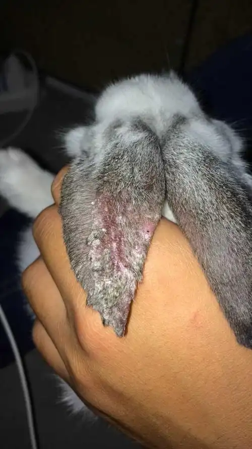 兔子的耳朵怎么回事?