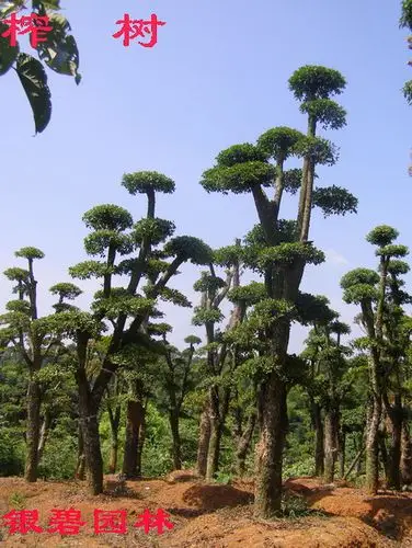 zhashu.com 榨树 300元