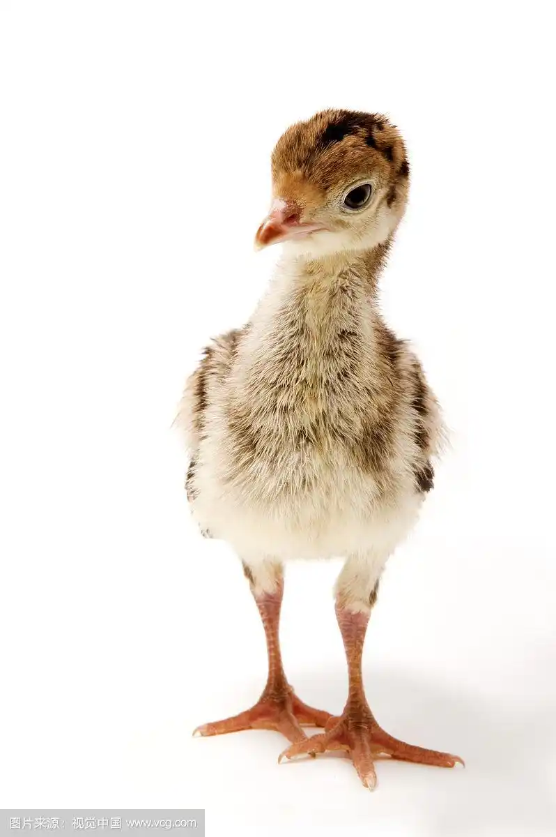 小火鸡,动物
