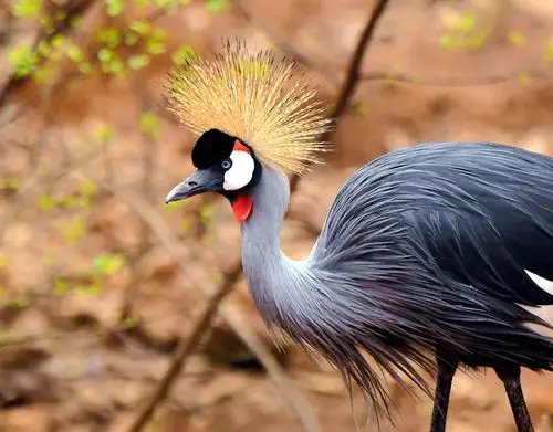东非冠鹤:头戴"皇冠"的稀有珍禽