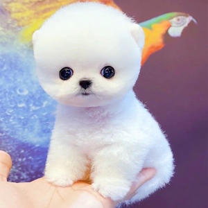 真的茶杯犬10元以下