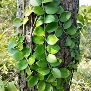 蔓九节新鲜长草药拎壁龙上树风不动藤穿根藤娱蚣藤崧筋1斤