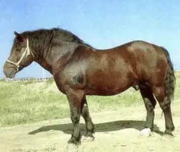 全世界最古老的马之一阿尔登马