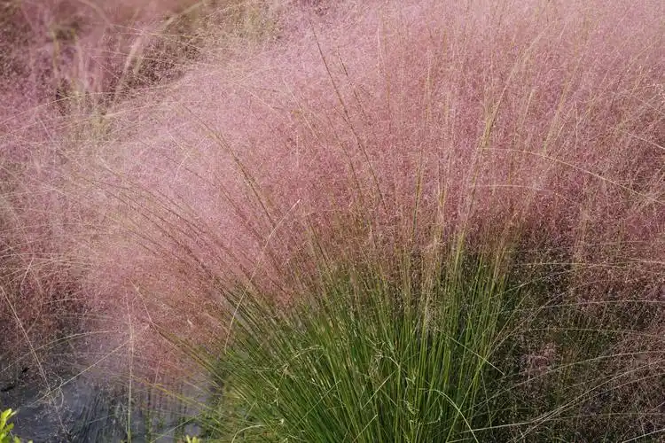 【首发】粉黛乱子草