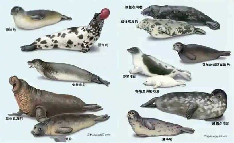 海豹海狮海象海狗海牛傻傻分不清楚看这里快速帮你扫除脸盲