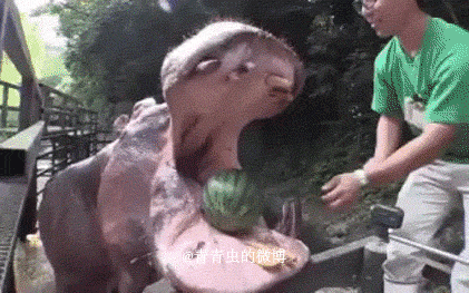 像使用正常舌头一般使用它 惊人的咬合力,其实河马是个很凶猛的动物