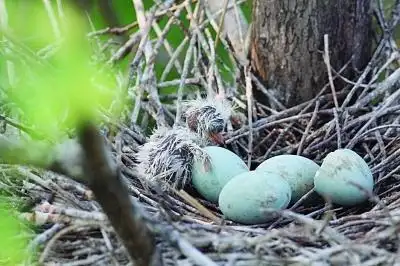 本报向您推荐南京赏白鹭地图