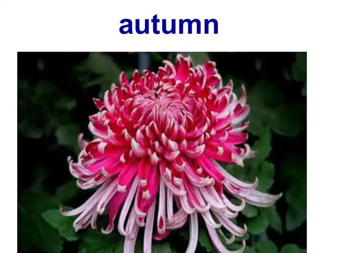 module7unit1weflykitesinspring课件共48张