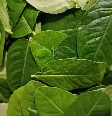 [香水柠檬叶批发]基地直供新鲜香水柠檬叶 鱼生餐饮奶茶调味价格16.
