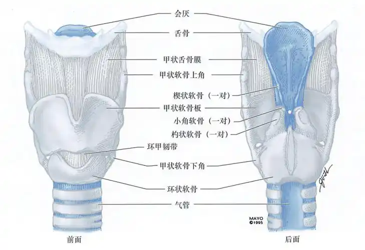 又称杓状软骨脱位,是全麻实施气管插管时发生的的一种少见并发症