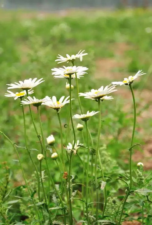 大滨菊花图片大滨菊图片大滨菊植物图片