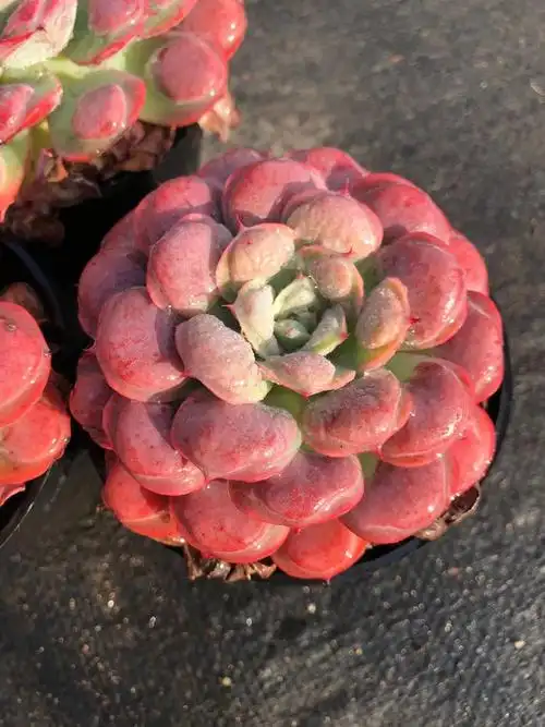 雨滴老桩单头双头一物拍多植物宝塔多肉植物