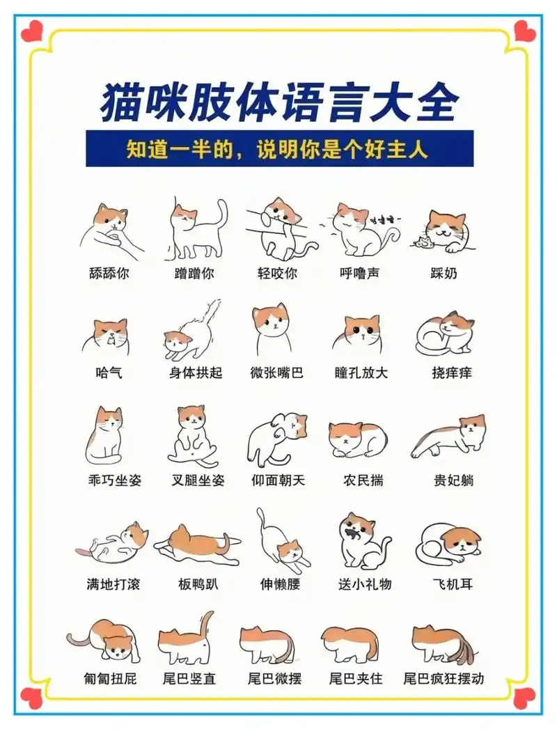 猫咪肢体语言大全#令人心动的头像壁纸文案 #猫咪知识 #养猫 - 抖音