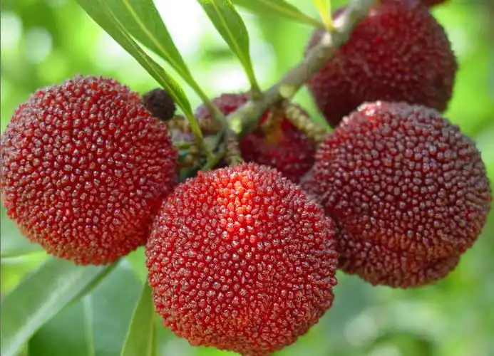 临海市汛桥镇杨梅港村