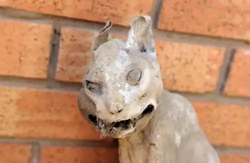 男子发现木乃伊猫 前爪蜷缩面容狰狞